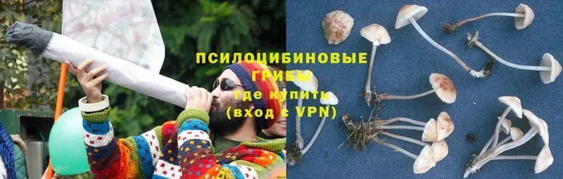 купить наркоту  Мариинск  Галлюциногенные грибы Psilocybine cubensis 